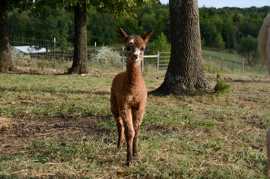 Spring Farm Tour