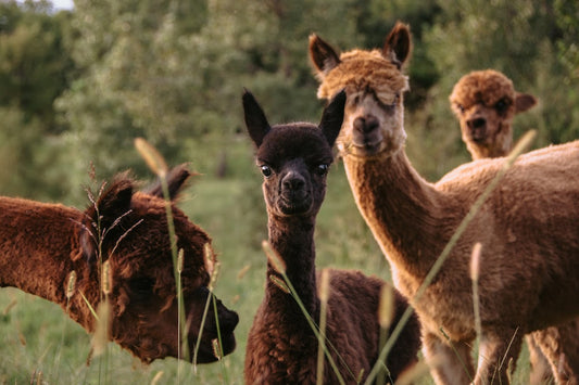OPT to ADOPT an ALPACA