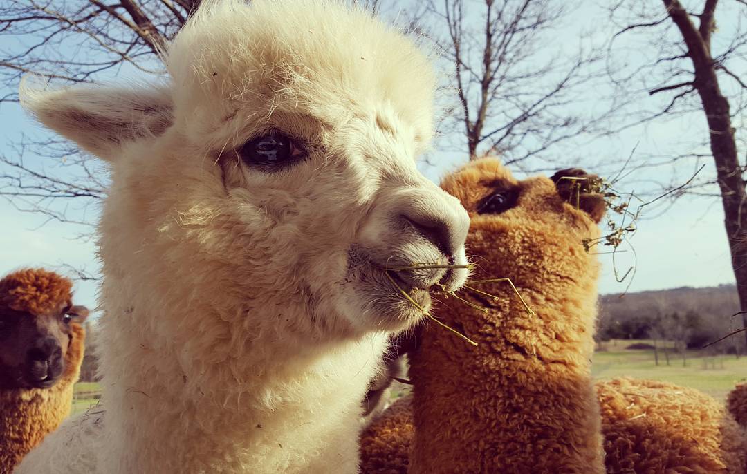 Hat- Yeti Alpaca Cap – Timber View Farm Alpacas