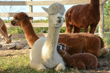 Timber View Farm Alpacas