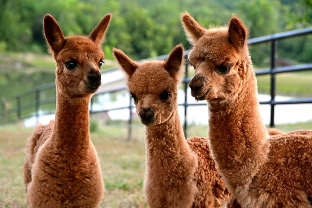 Timber View Farm Alpacas